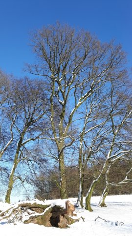20160119_130210_resized_1.jpg