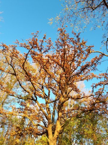 20181117_160048_resized_1.jpg
