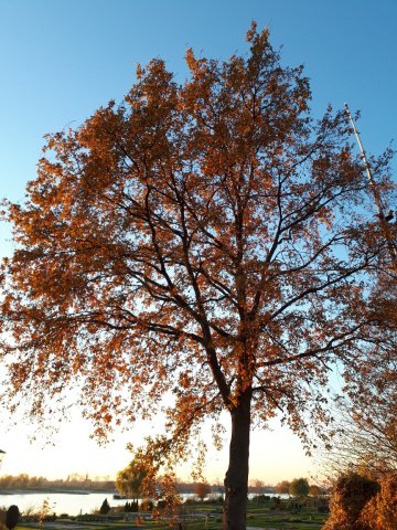 20181117_161924_resized_1.jpg