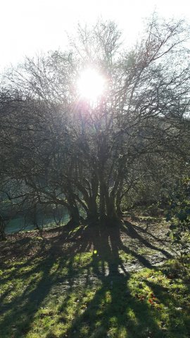 baum.jpg
