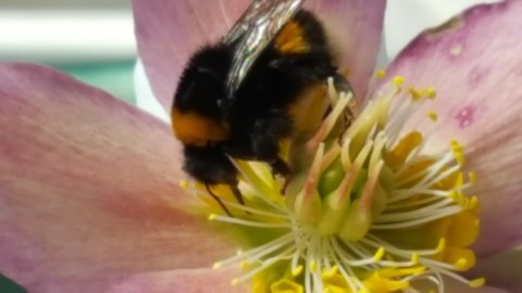hummel.jpg